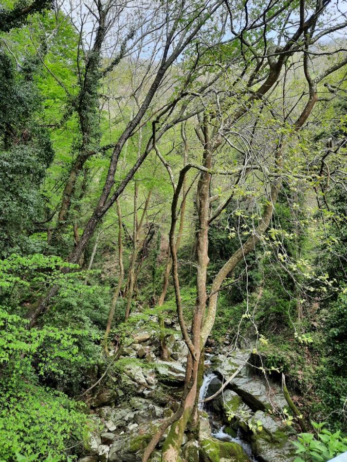 Αρχοντικό Κονάκι- Konaki Pelion Tsagkarada Dış mekan fotoğraf